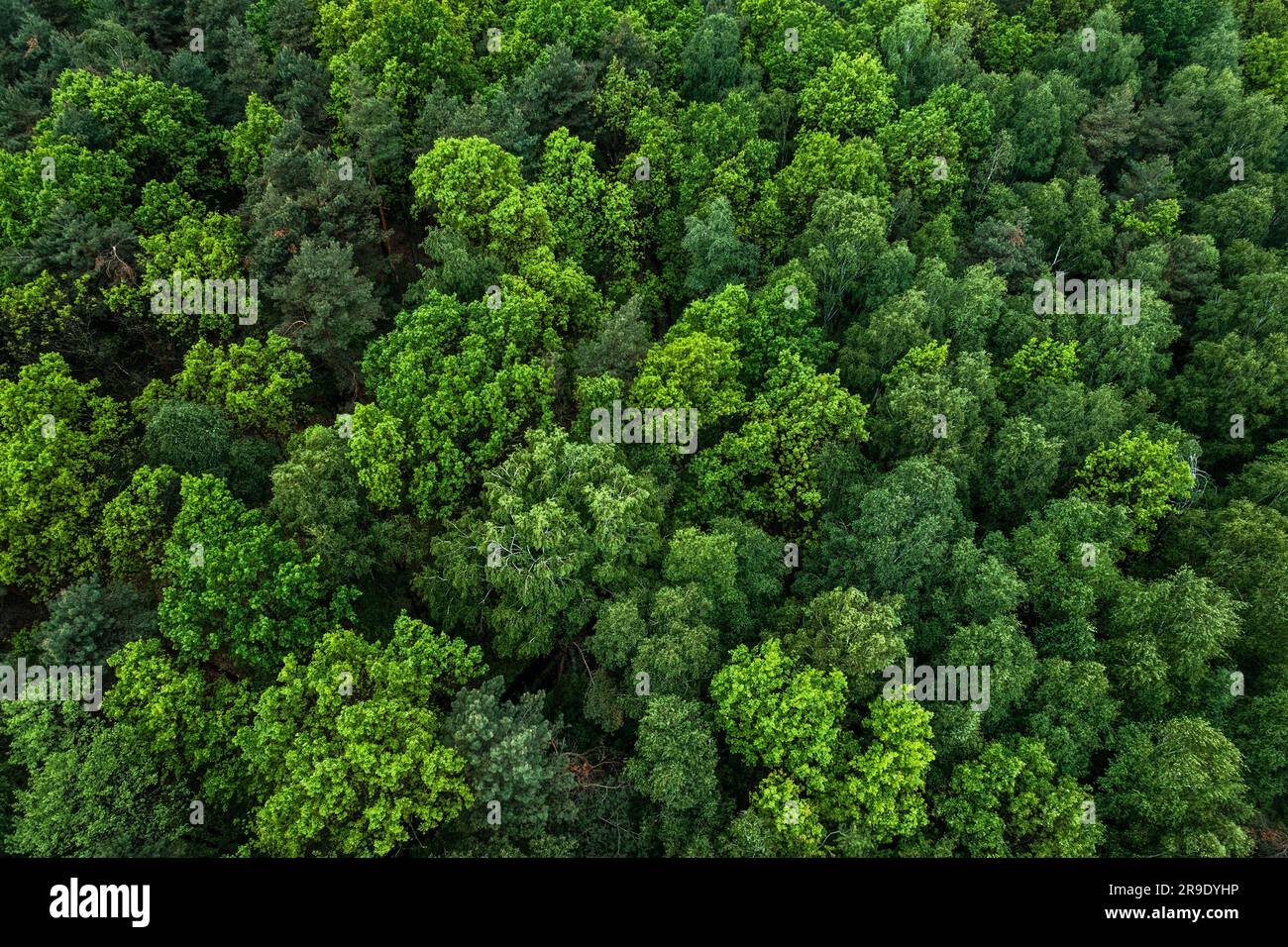 Lush fir forest aerial hi-res stock photography and images - Alamy