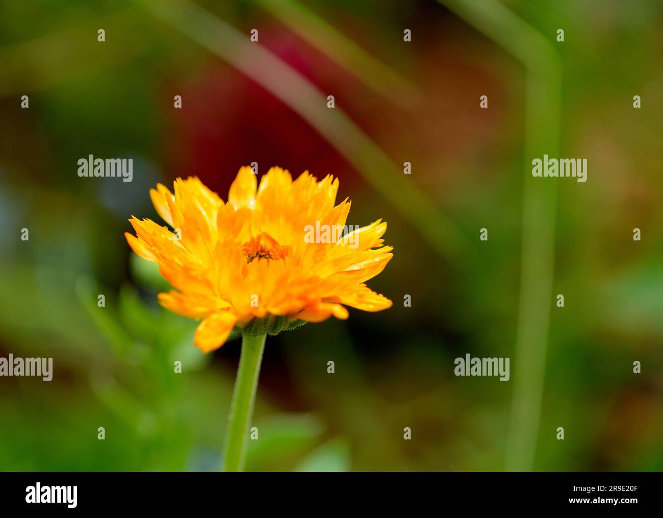 Single yellow/orange Calendula ((Calendula officinalis) flower Stock Photo