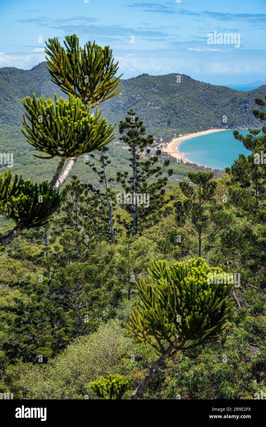 Hoop pines and view towards Florence Bay, Magnetic Island, Townsville, Queensland, Australia Stock Photo