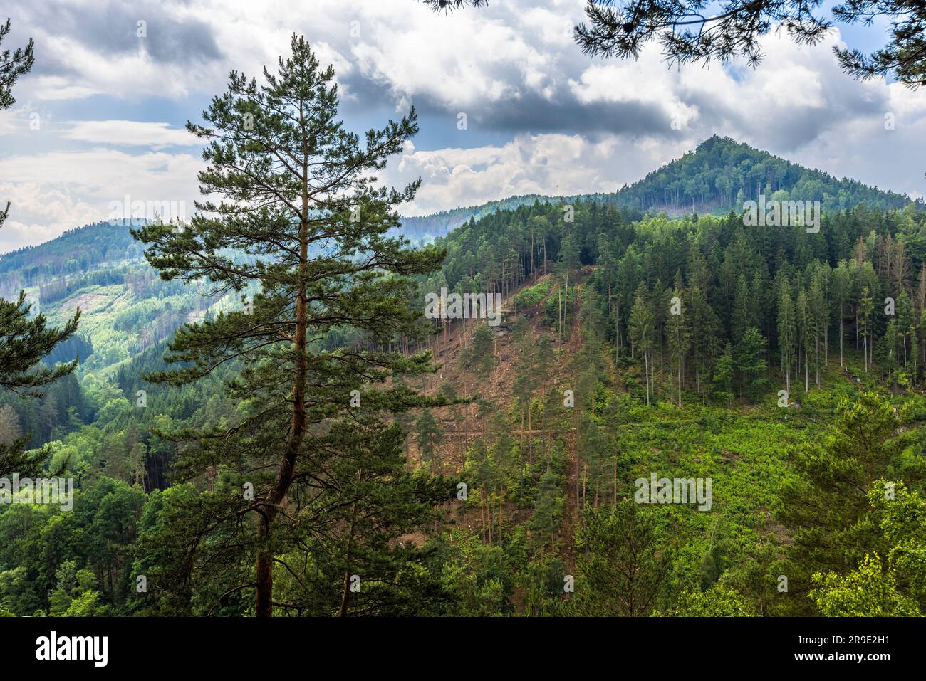 Pine tree and mountain slope on the Caspar David Friedrich hiking trail. The pine tree was a motif that the painter transferred to his sketchbook. View over Bohemian Switzerland at Krippen, Germany Stock Photo