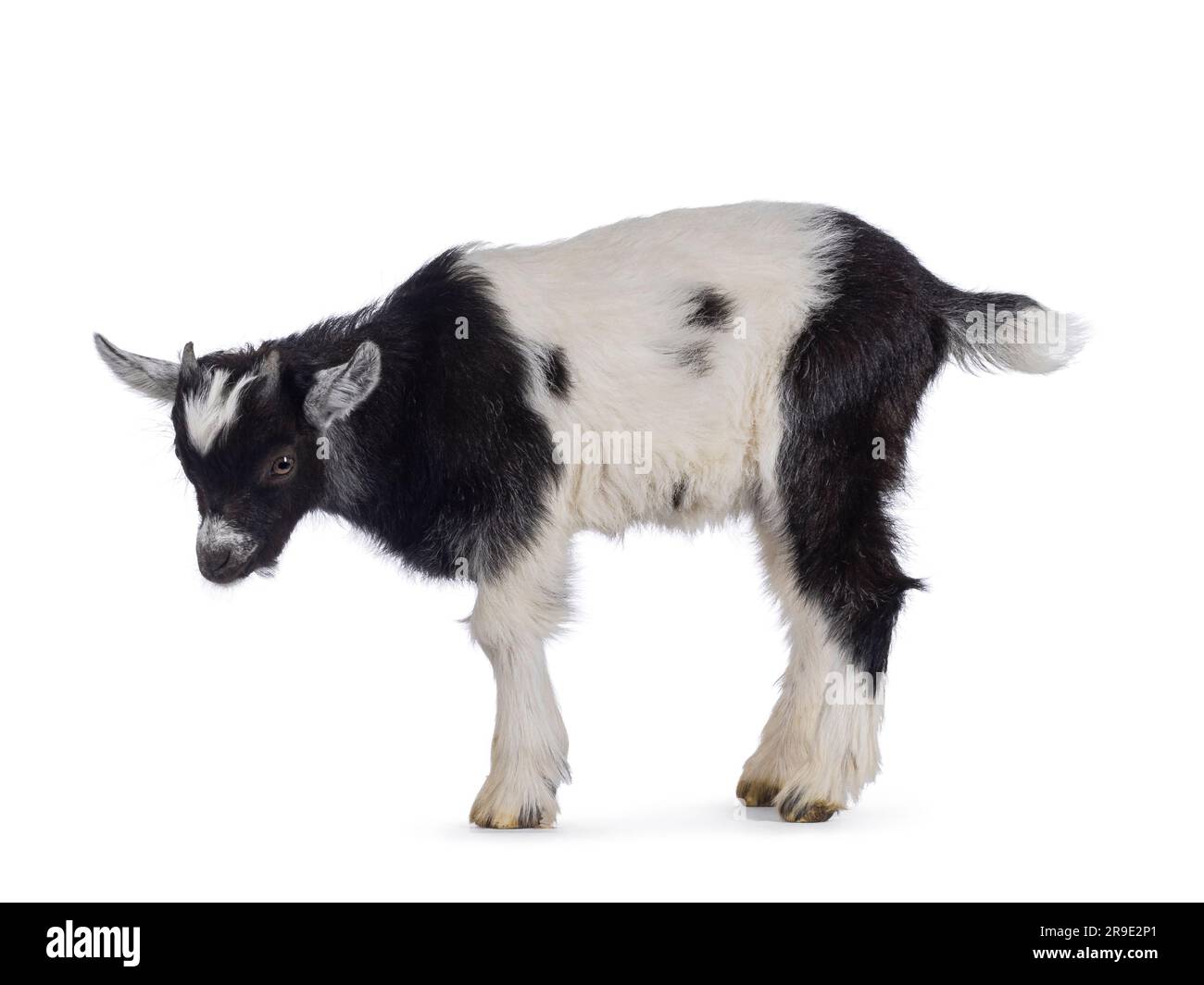 Adorable black and white baby goat, standing side ways. Looking downwards. Isolated on a white background. Stock Photo