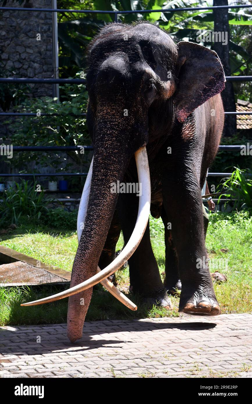 Muthu Raja National zoological gardens of sri lanka hi-res stock photography and ...