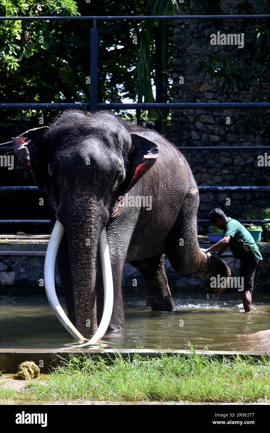 Muthu Raja Colombo, Sri Lanka. 26th June, 2023. Muthu Raja, the elephant donated ...