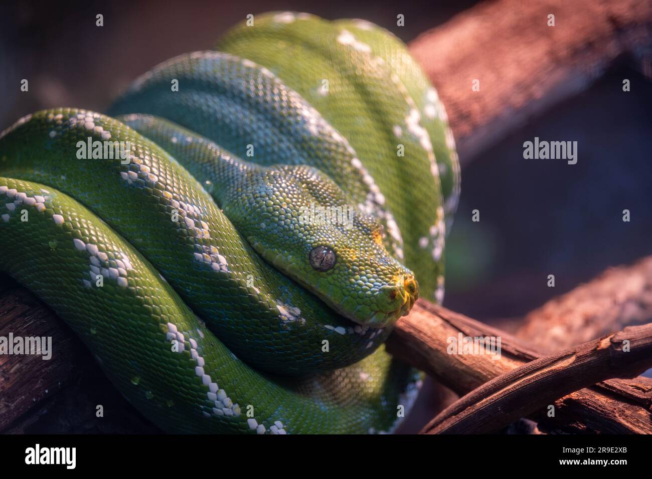 Green tree python (Morelia viridis) wrapped around branch and watching surroundings Stock Photo