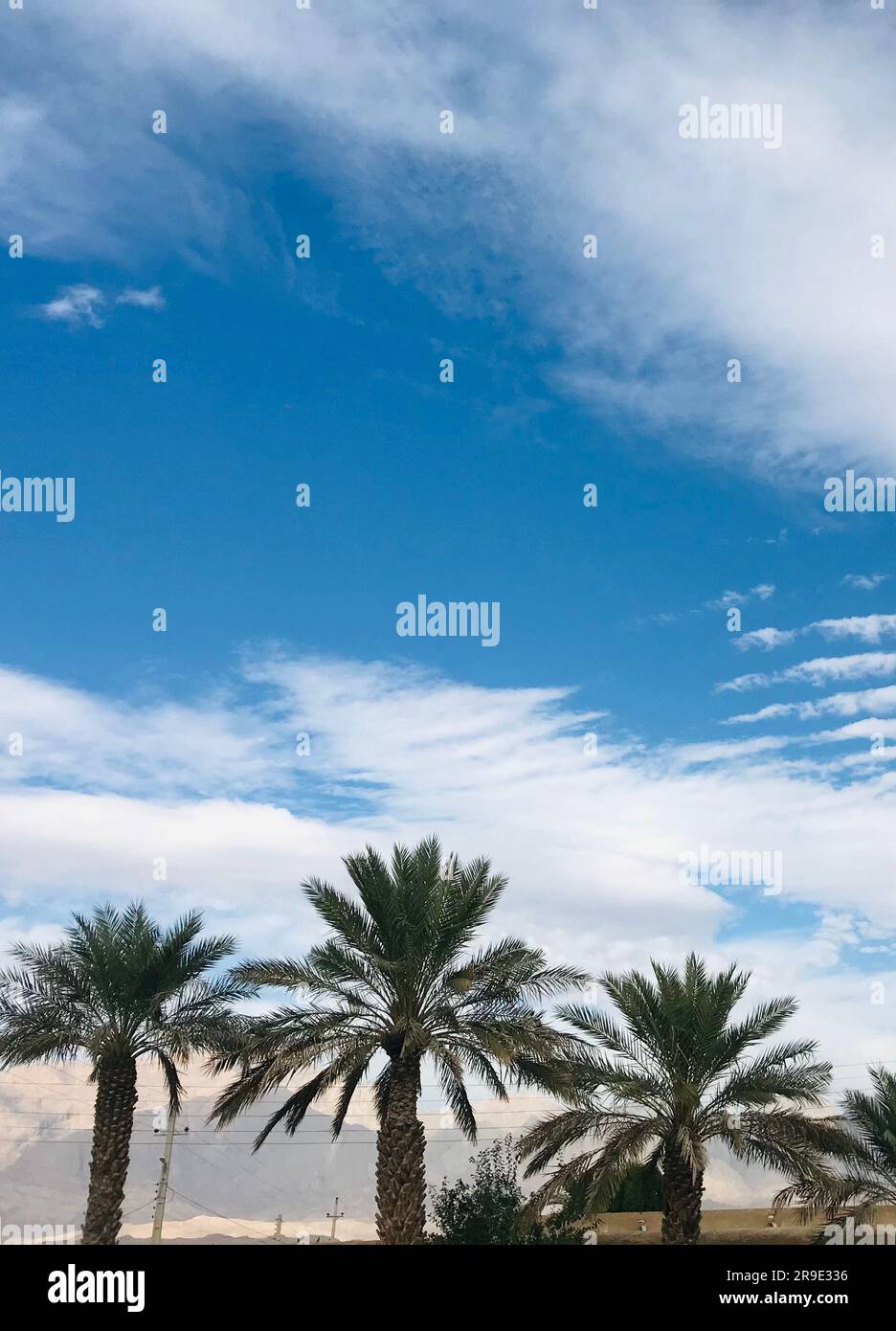 The tall palm trees stand against a bright blue sky background Stock ...