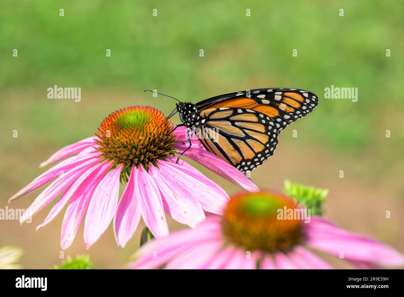 Brilliant Monarch butterfly on a Purple Coneflower, getting nectar and pollinating it; with green spring background Stock Photo