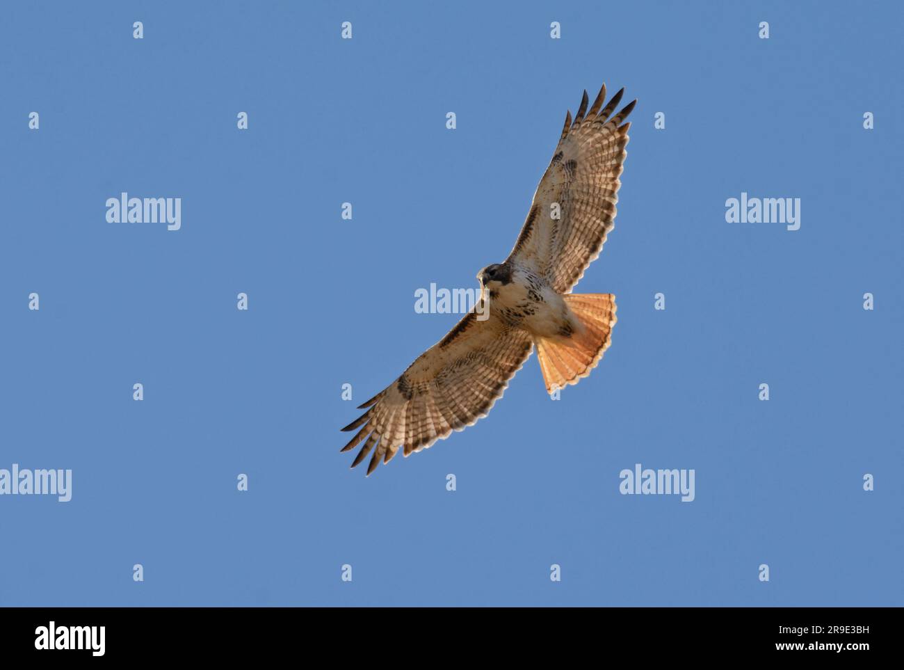 Red-tailed Hawk in flight against clear blue sky, observing the ground underneath Stock Photo
