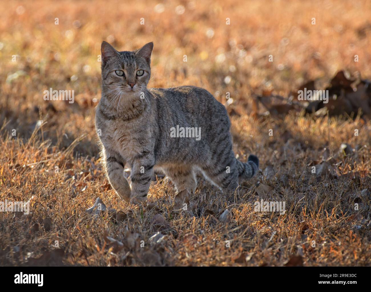 Beautiful tortie tabby cat walking in dry grass, backlit by afternoon sun in late fall Stock Photo
