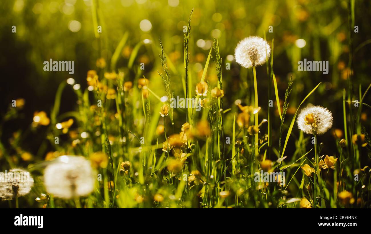 A meadow of dandelions with lush green grass and bright yellow flowers ...