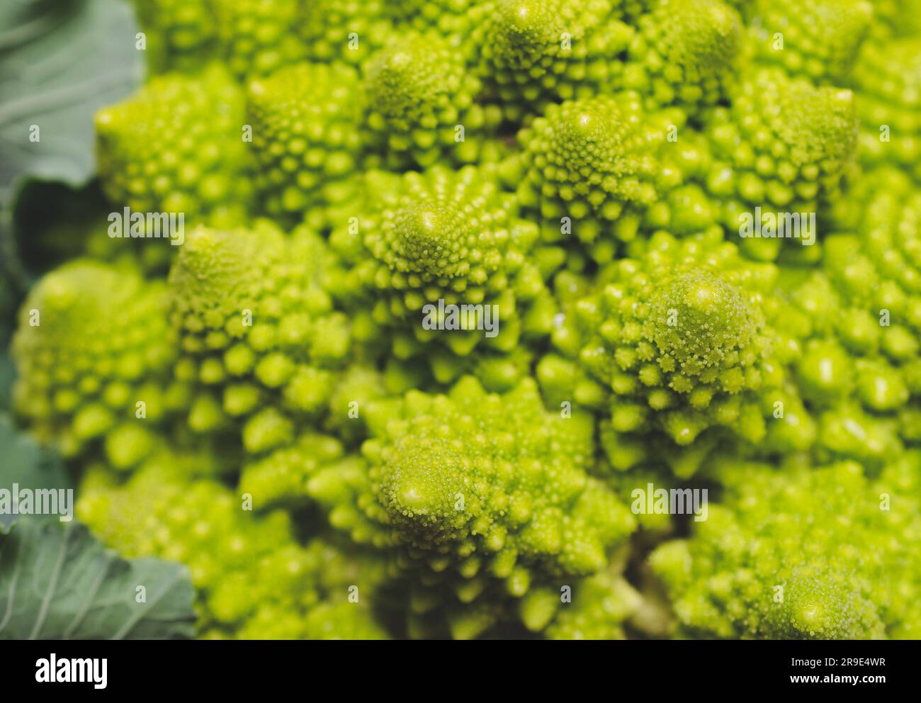 Close-up of a Romanesco broccoli with leaves. Stock Photo