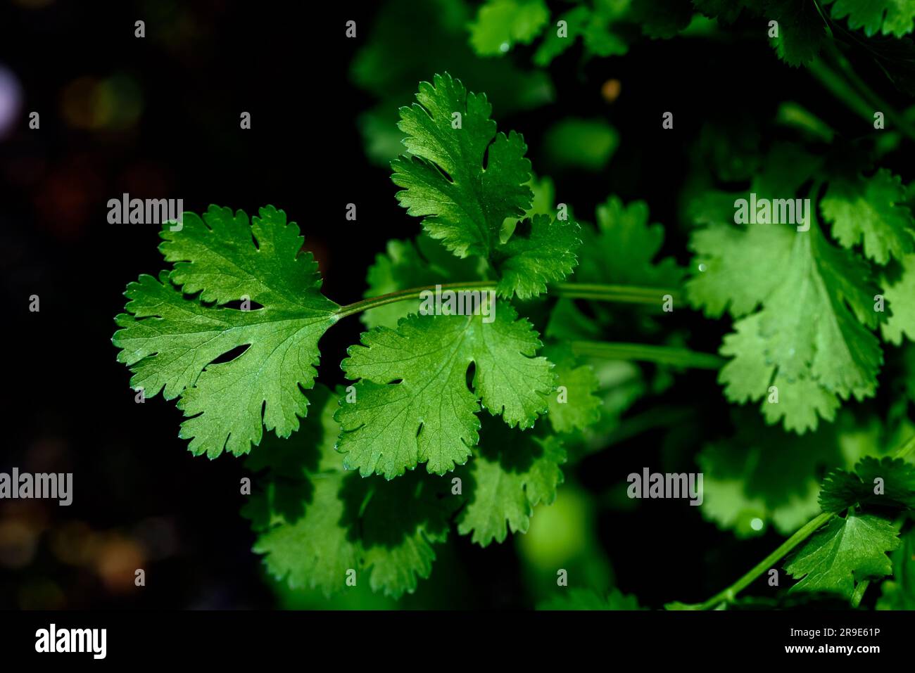 Coriander Coriandrum sativum, also known as cilantro is an annual herb in the family Apiaceae. All parts of the plant are edible, but the fresh leaves Stock Photo