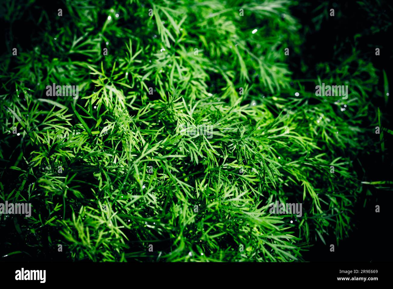 Dill. Herbs in spring. Dill (Anethum graveolens) is an annual herb in ...