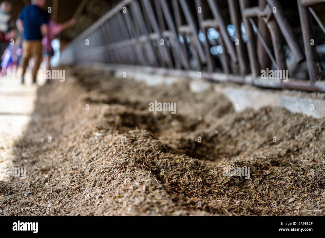 Row of silage in a dairy barn with stanchions. for cattle to eat
