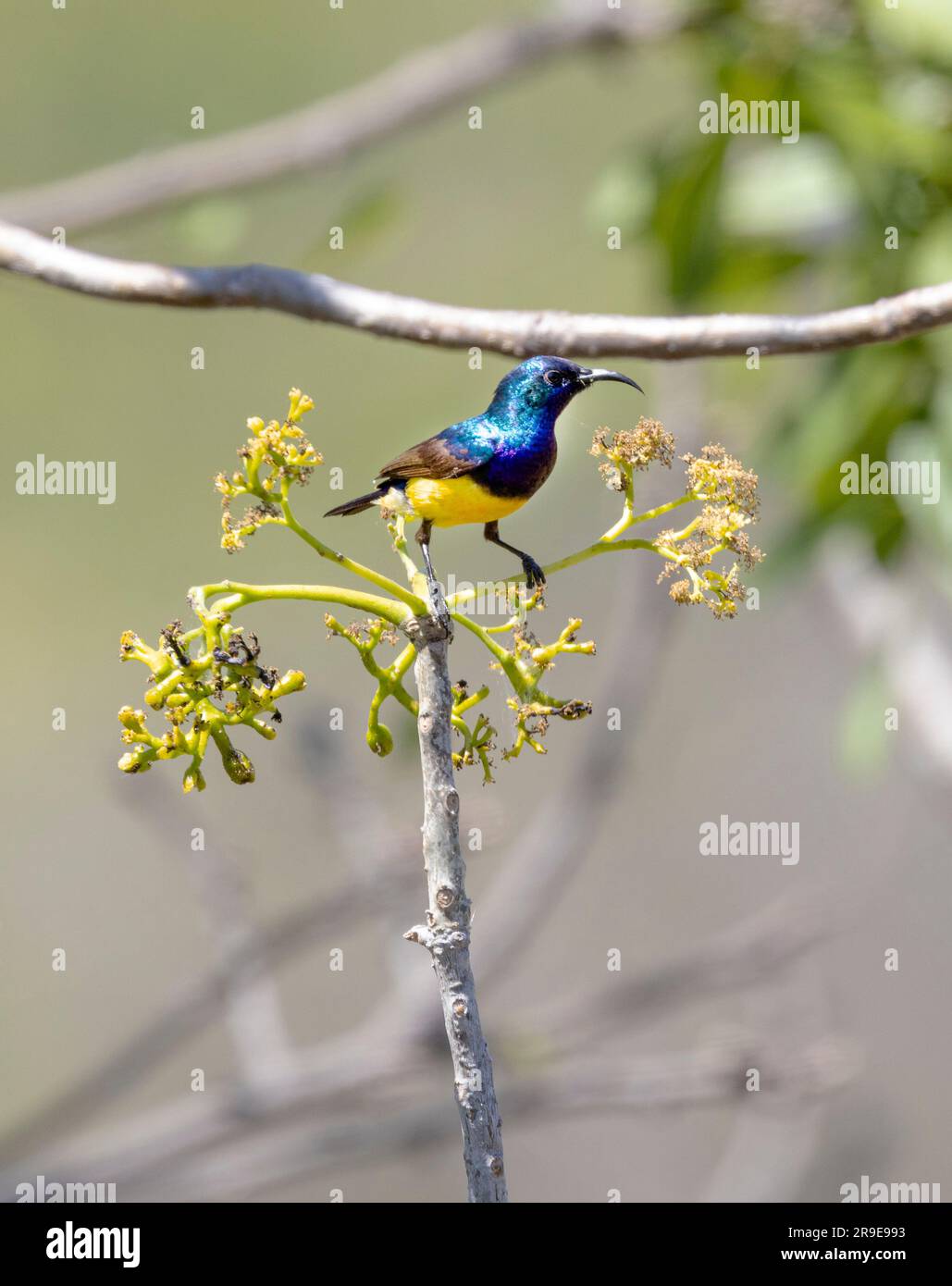 Secondary search hi-res stock photography and images - Alamy