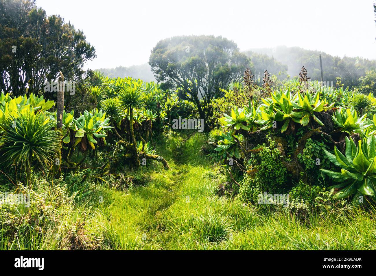Giant groundsels growing in the wild at Mount Muhabura in the Mgahinga Gorilla National Park, Uganda Stock Photo