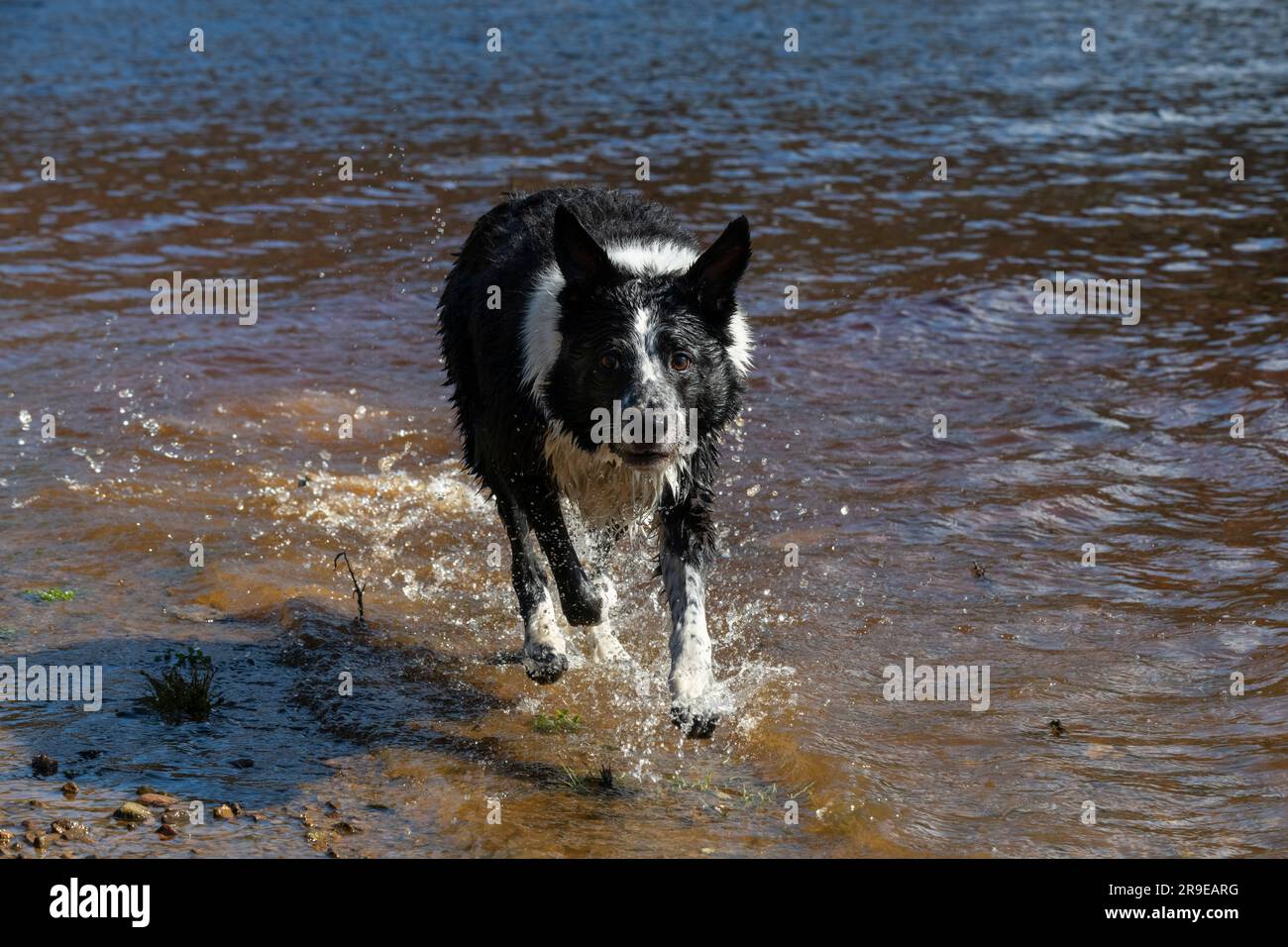A black and white Border Collie enjoying fun in the water of a lake in spring sunshine Stock Photo