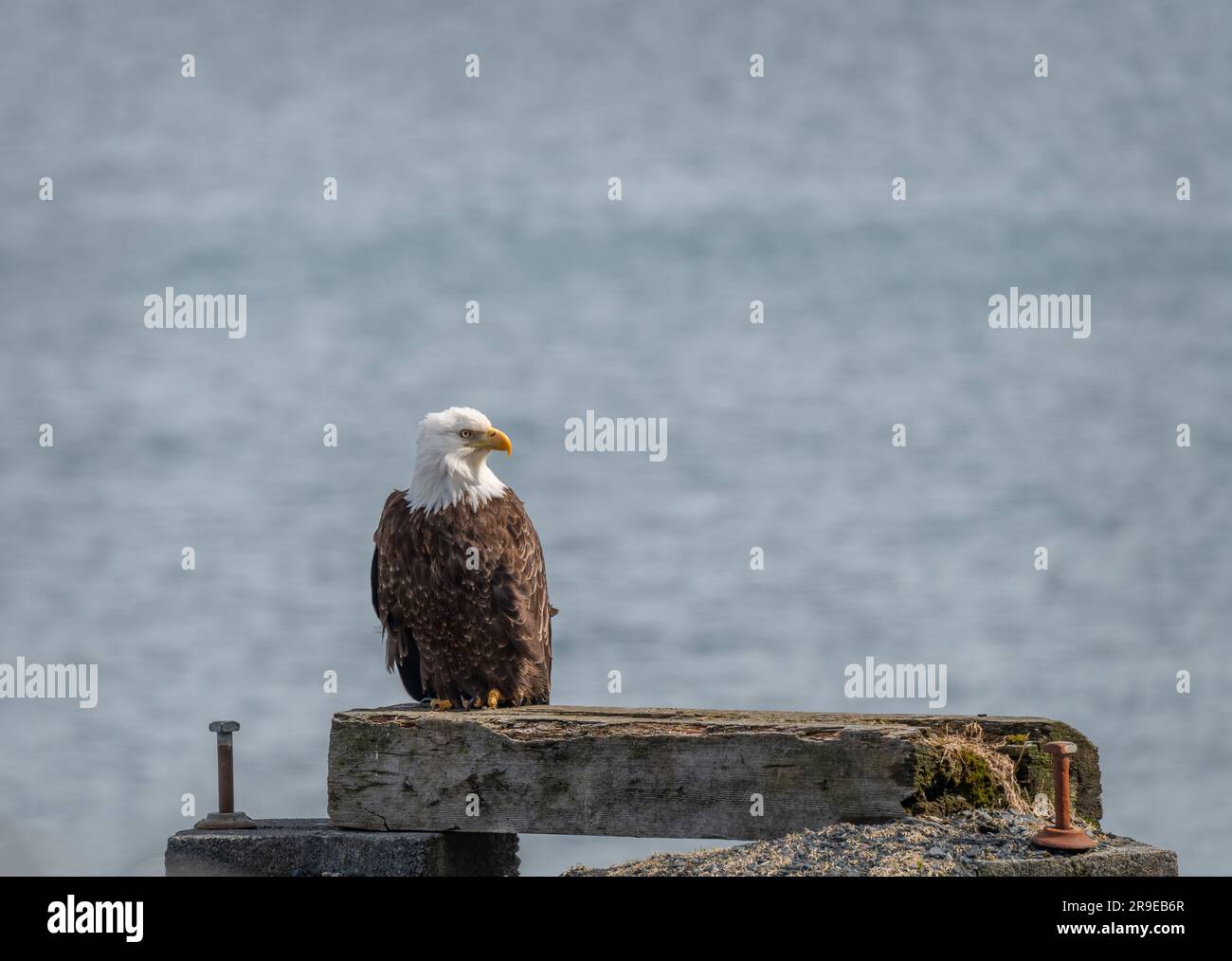 White headed sea eagle hi-res stock photography and images - Alamy