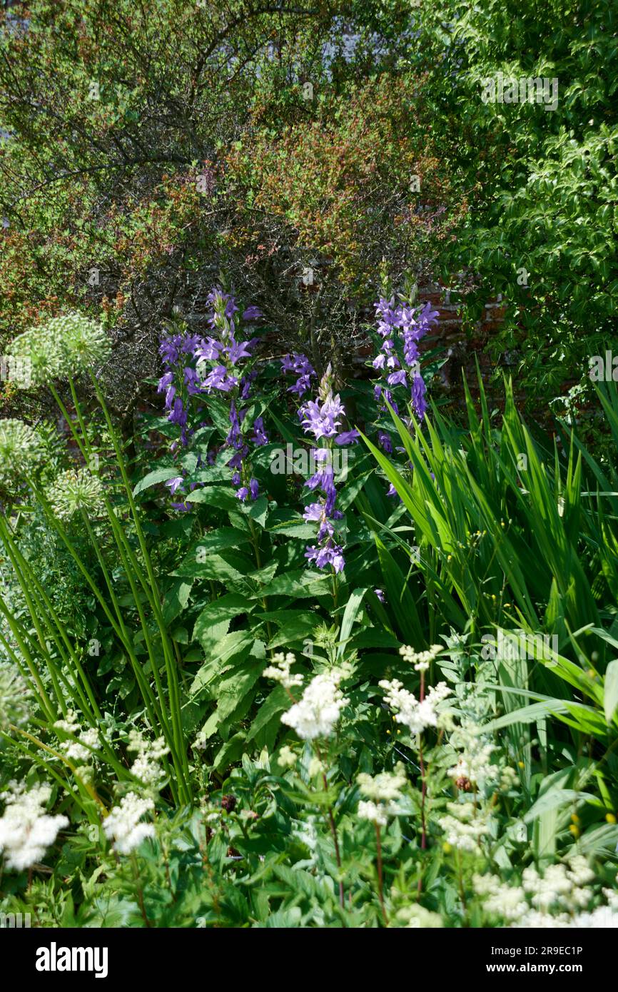 Campanula latinfolia The national collection is homed at Burton Agnes
