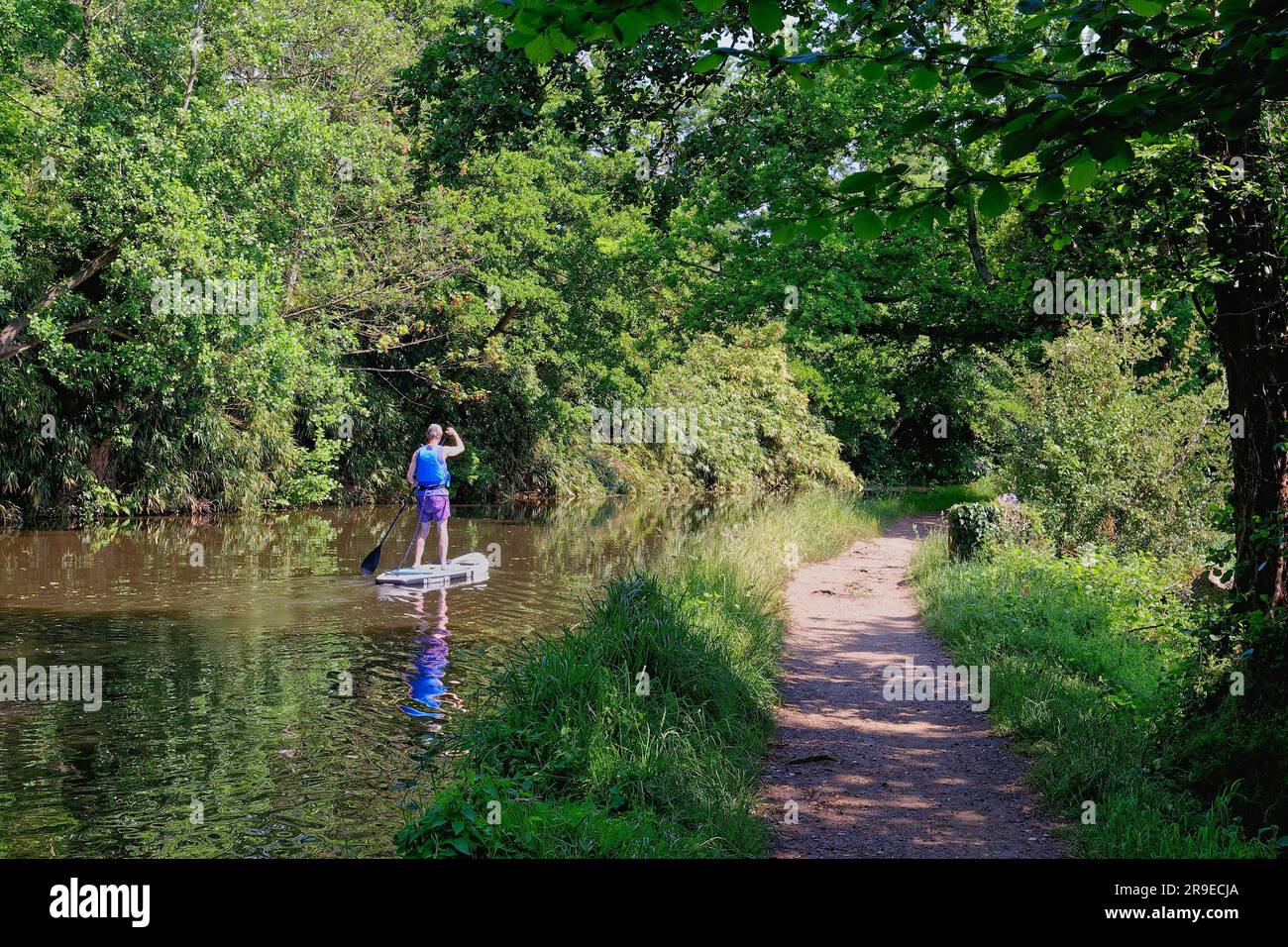 A middle age man paddle boarding on the River Wey navigation near Pyrford on a calm sunny summers day Surrey England UK Stock Photo