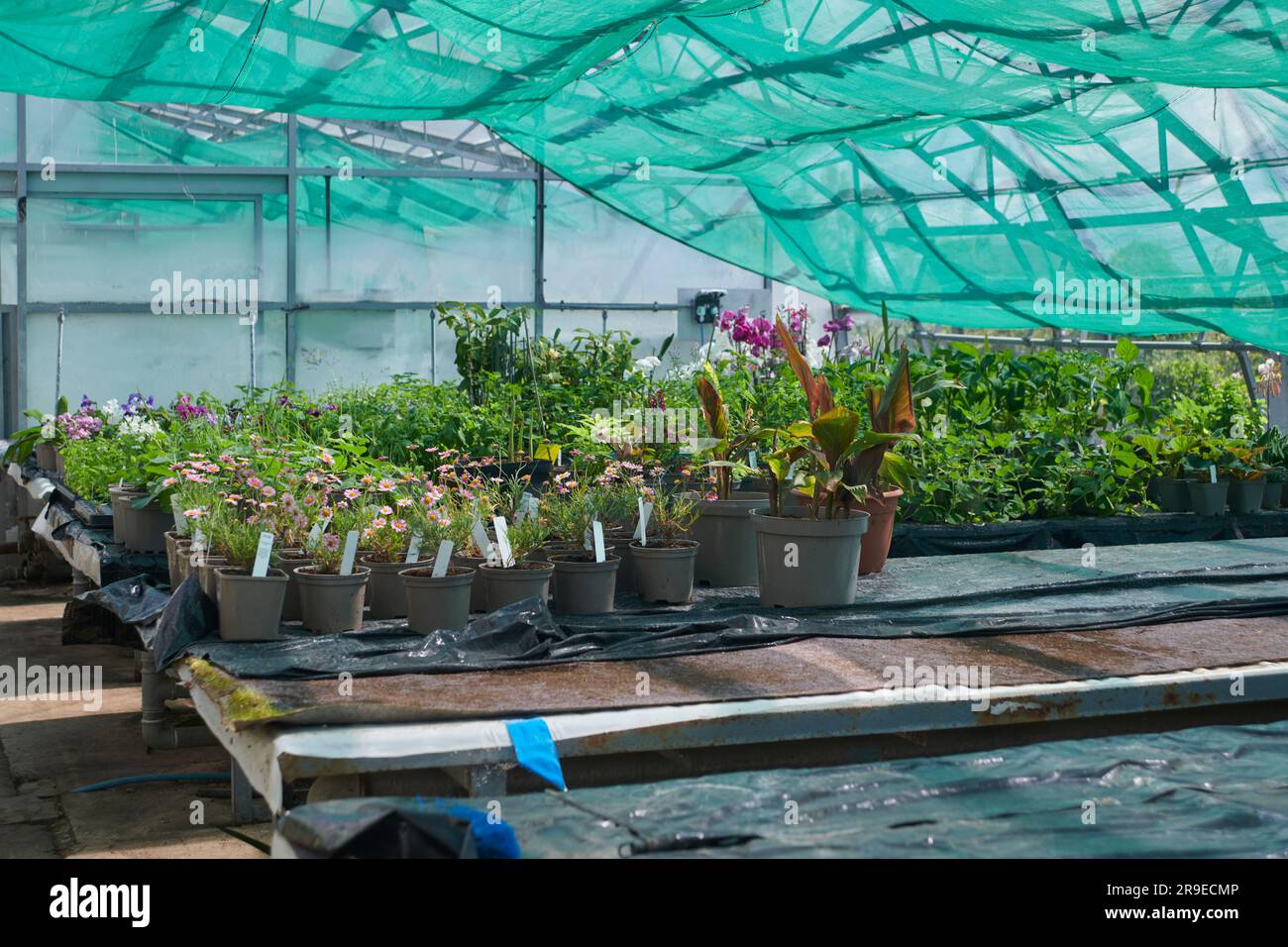 Commercial Greenhouse growing pot plants Stock Photo Alamy