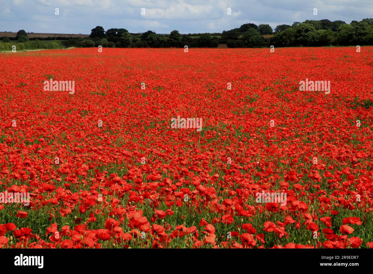 Poppies in Field,  Corn Poppy, Papaver rhoeas, Ringstead, Norfolk, England, UK Stock Photo