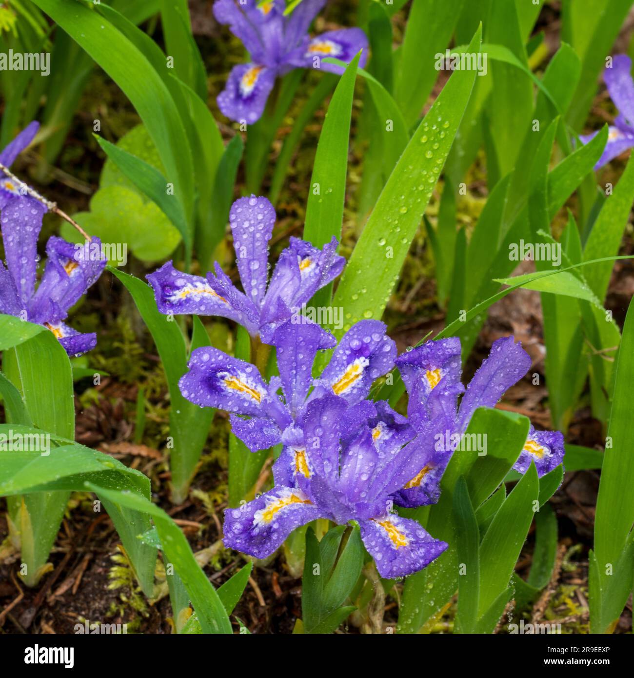 Dwarf Lake iris ( Iris Lacustris) Is a perennial plant native to the
