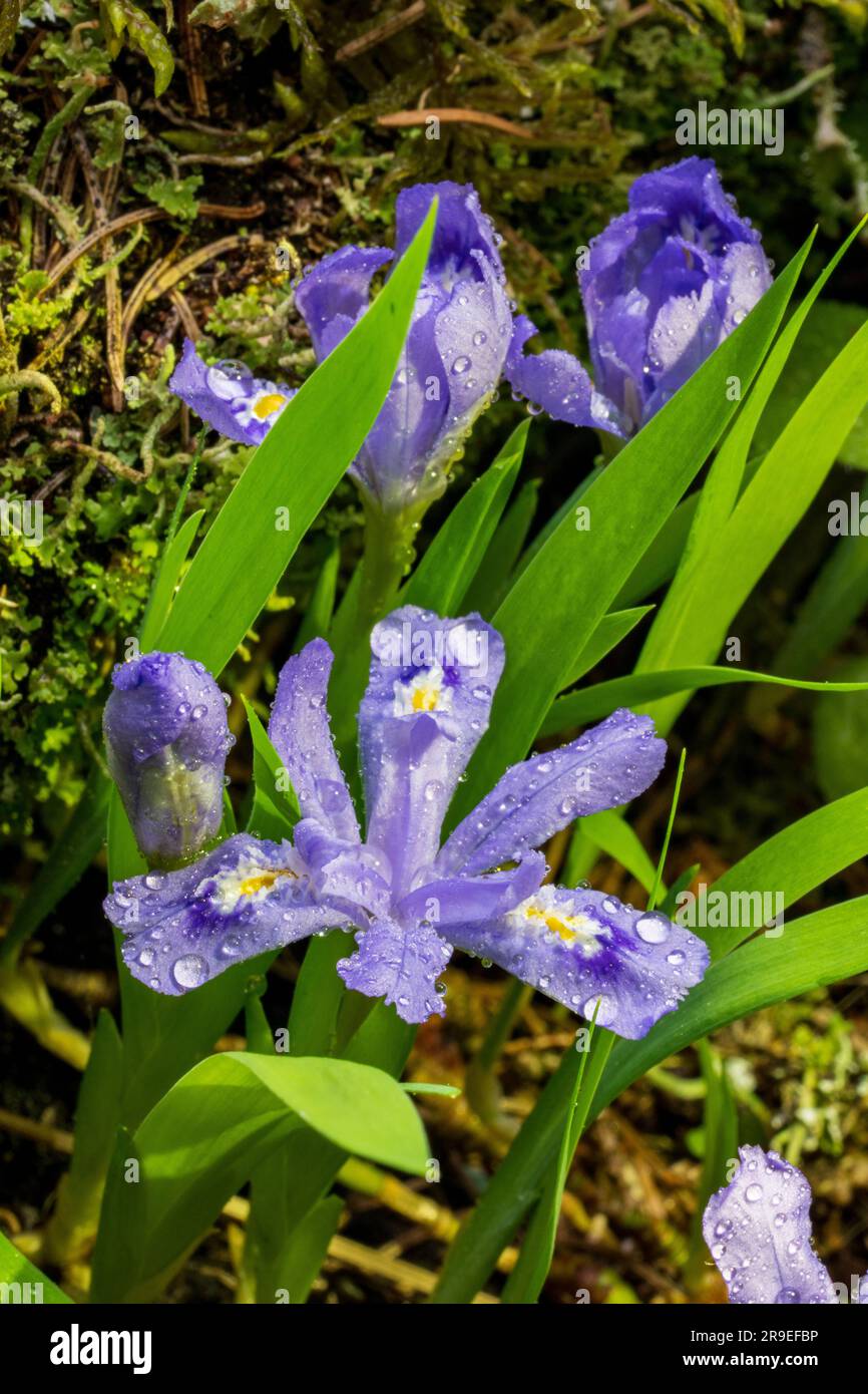 Dwarf Lake iris ( Iris Lacustris) Is a perennial plant native to the