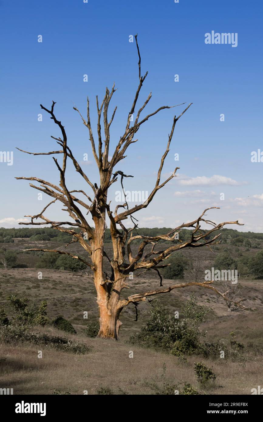 A dead tree in a field with a blue sky Stock Photo