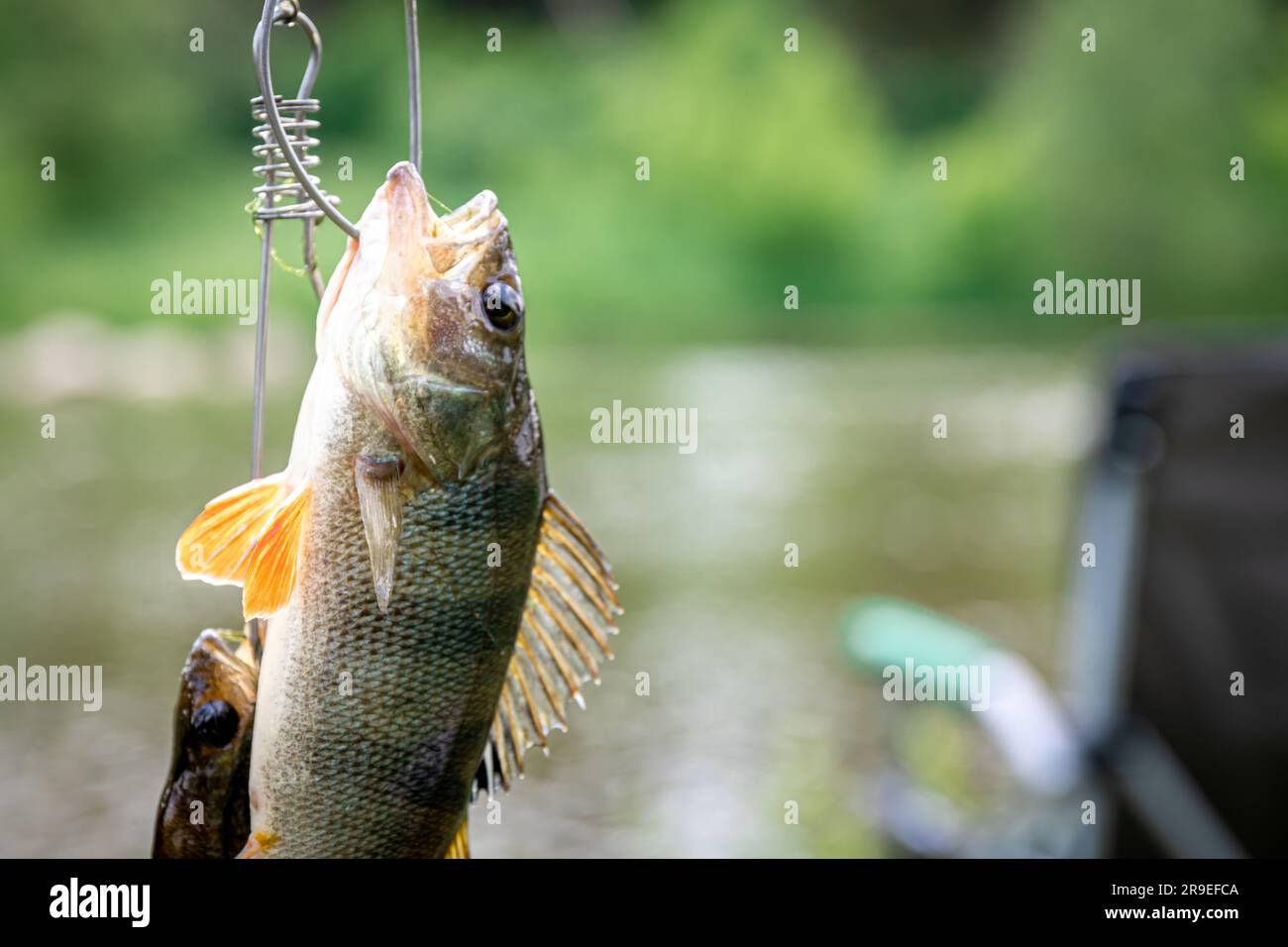 Coarse fish hi-res stock photography and images - Page 14 - Alamy