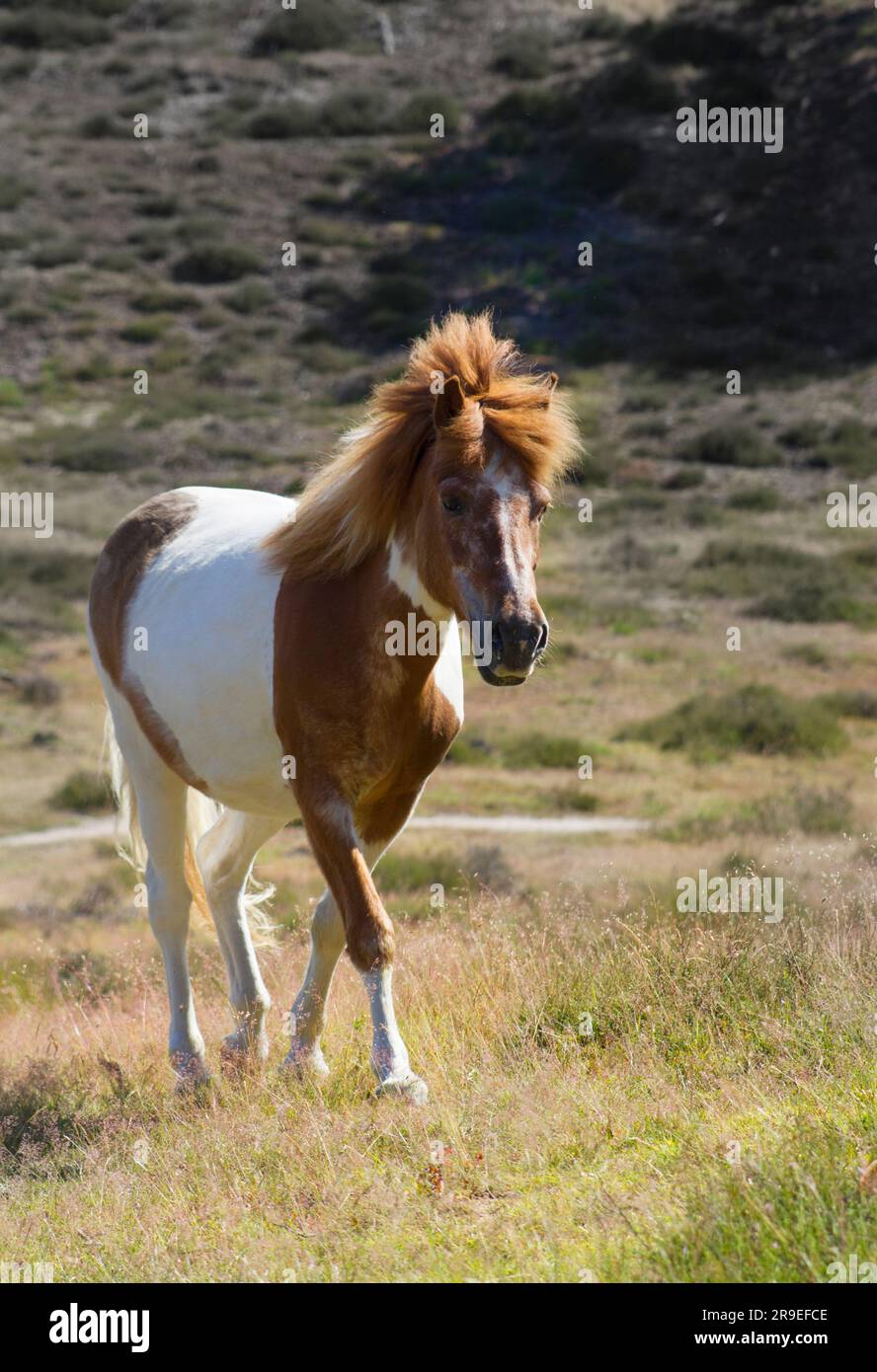 A pony walking in the field. His manes are blowing in the wind Stock Photo