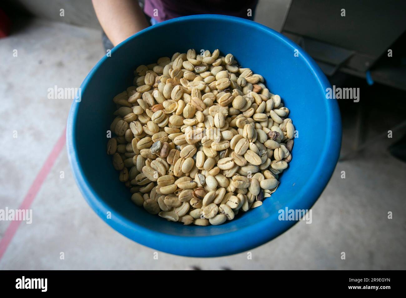 Coffee milling process in a coffee plantation in the peruvian jungle