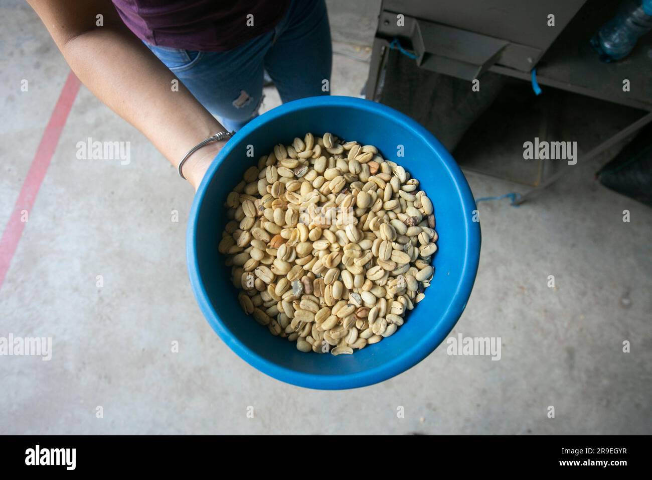 Coffee milling process in a coffee plantation in the peruvian jungle