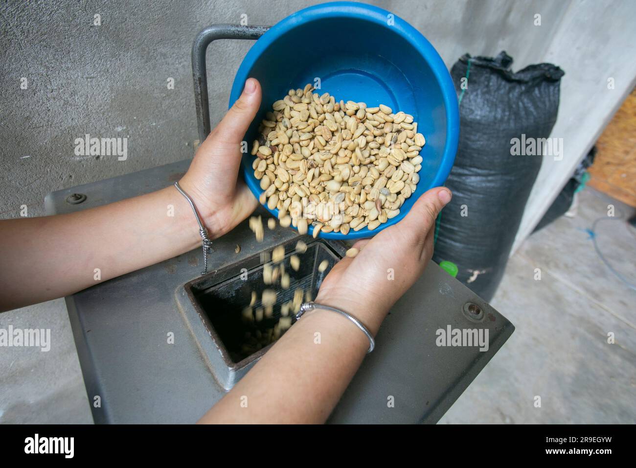 Coffee milling process in a coffee plantation in the peruvian jungle