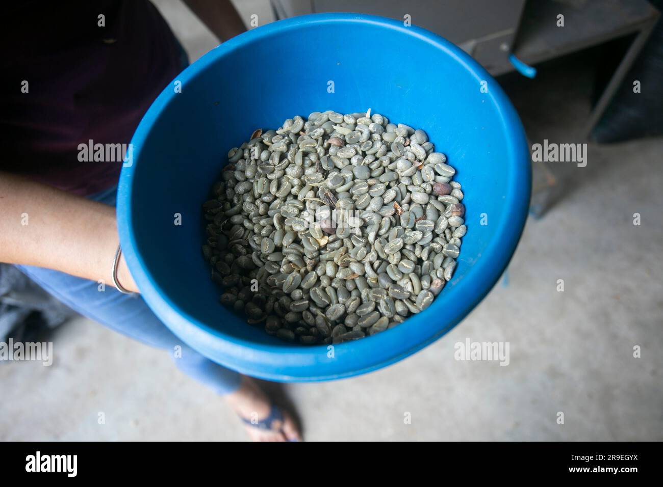 Coffee milling process in a coffee plantation in the peruvian jungle