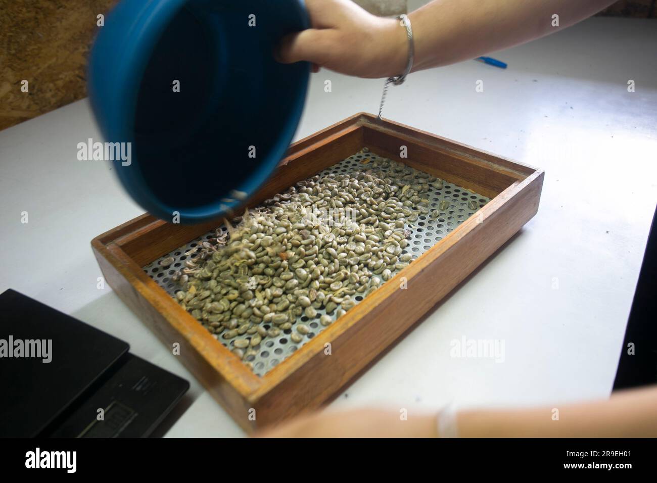 Coffee milling process in a coffee plantation in the peruvian jungle