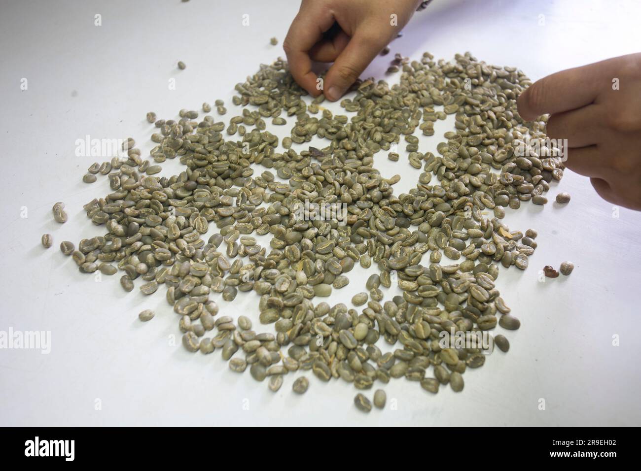 Coffee milling process in a coffee plantation in the peruvian jungle
