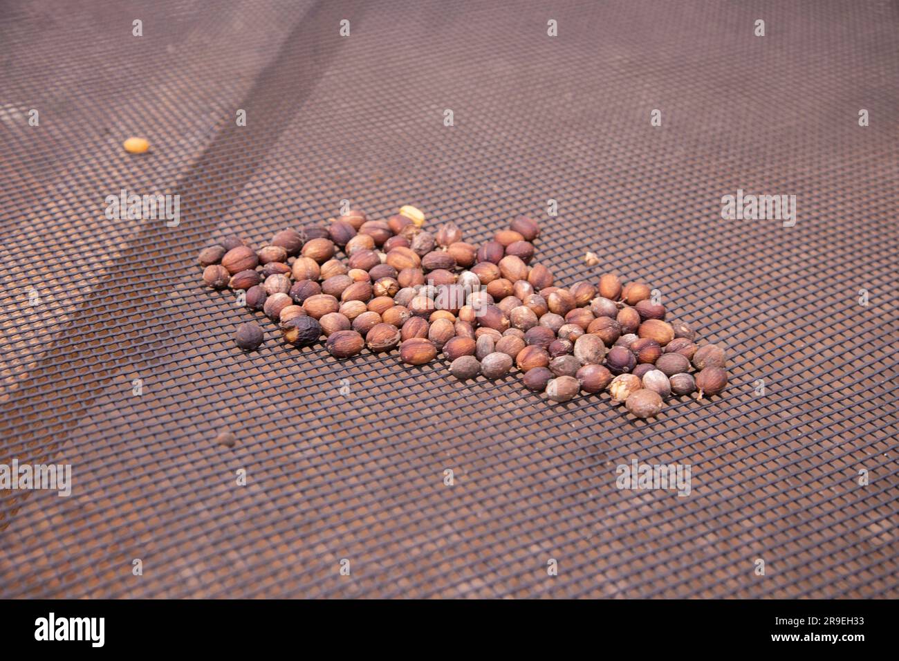 Arabica coffee flower hi-res stock photography and images - Alamy