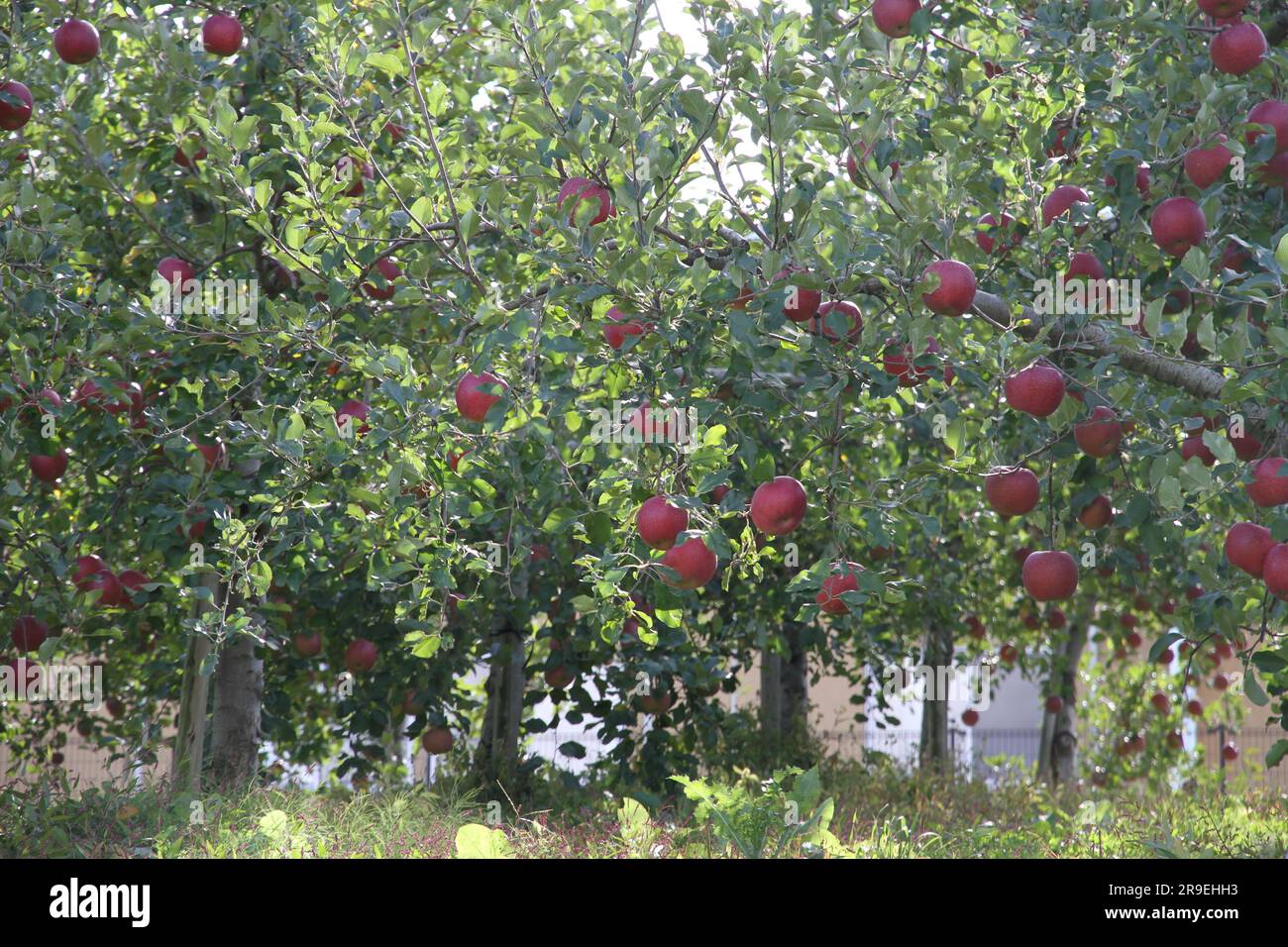 Perfectly ripe red apples growing in a garden in Japan in October Stock Photo Alamy