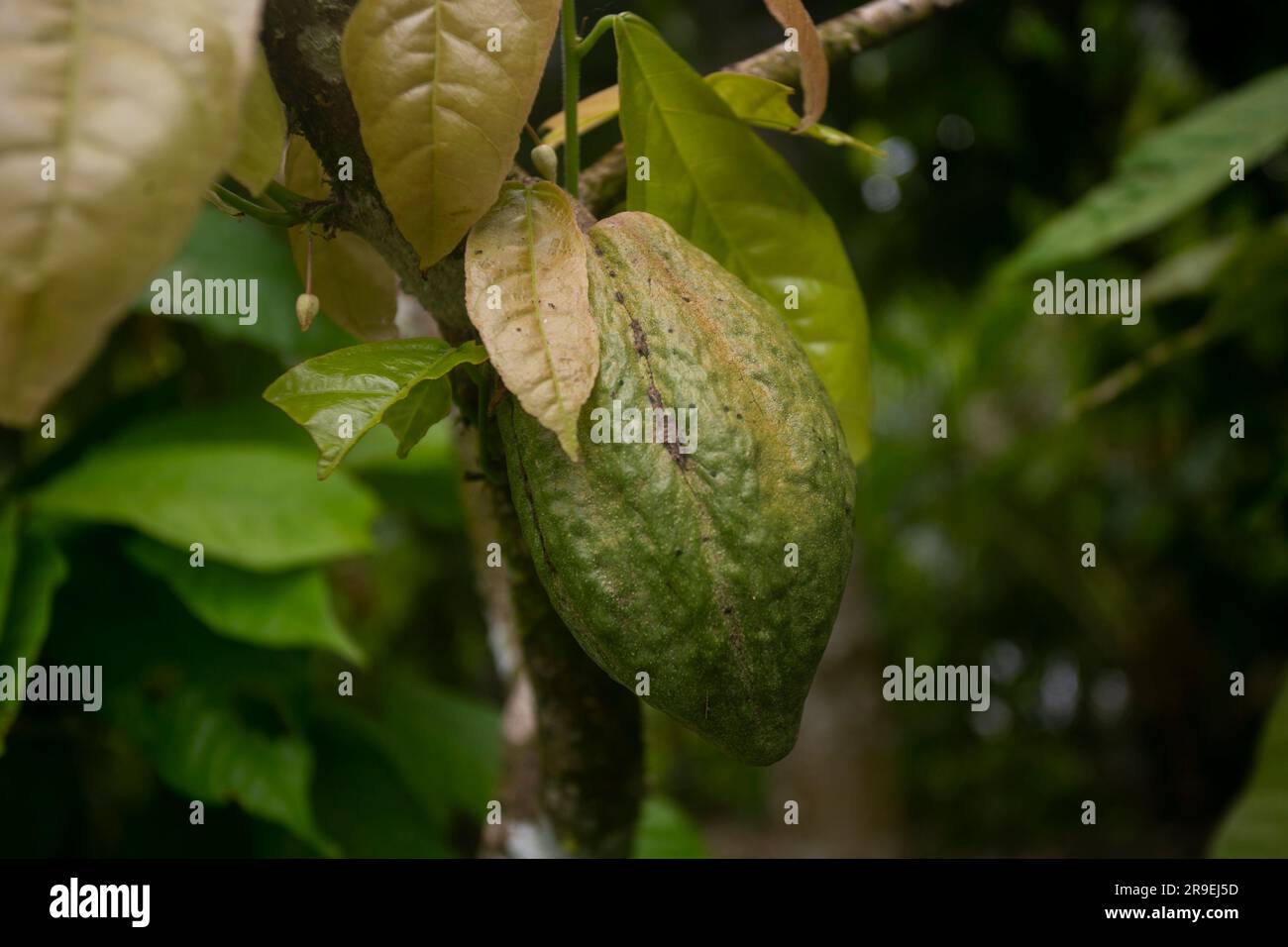 Detail of cocoa pods in an organic cocoa plantation in the Peruvian jungle in the San Martín region, near the city of Tarapoto. Stock Photo