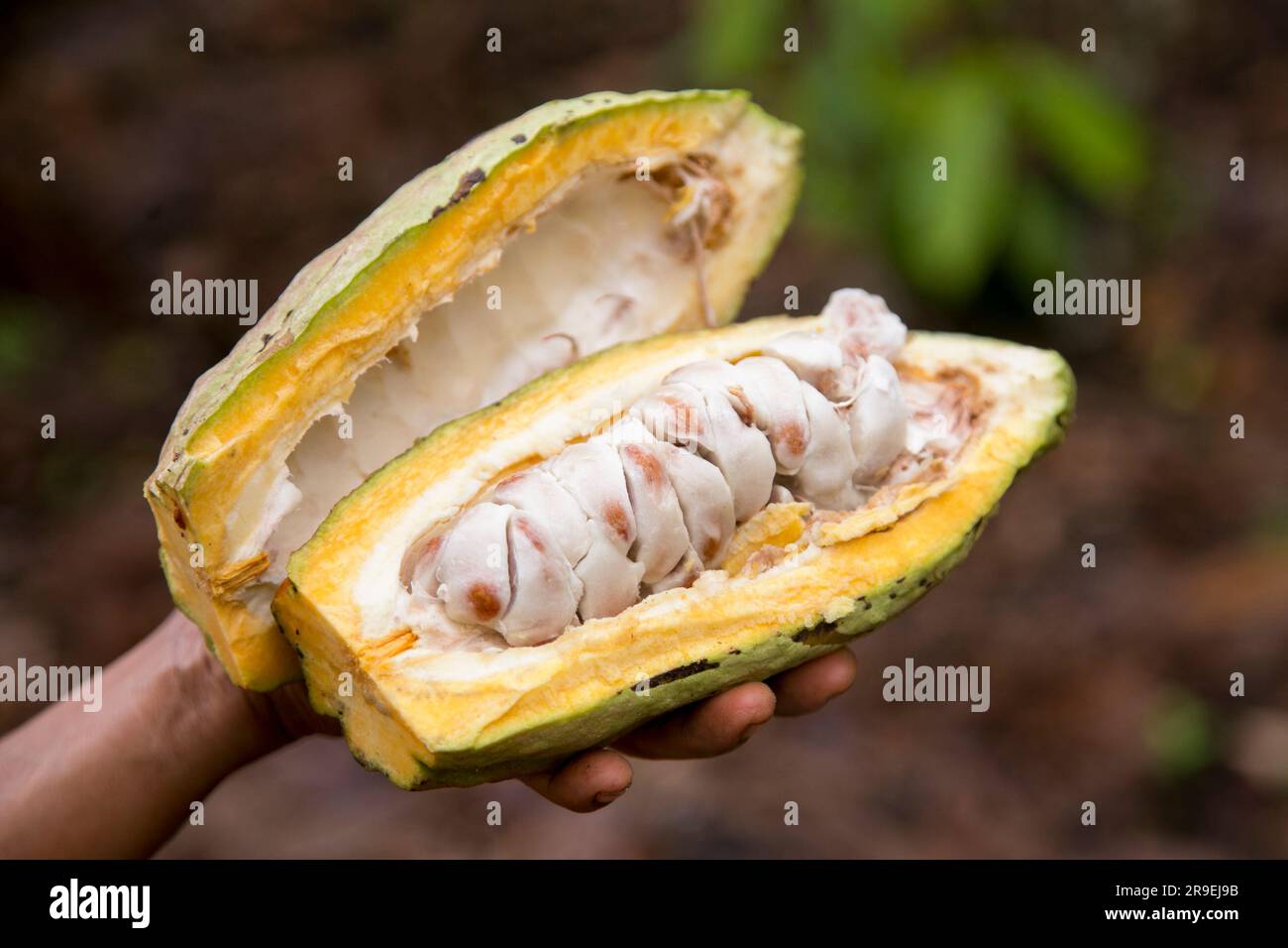 Detail of cocoa pods in an organic cocoa plantation in the Peruvian jungle in the San Martín region, near the city of Tarapoto. Stock Photo