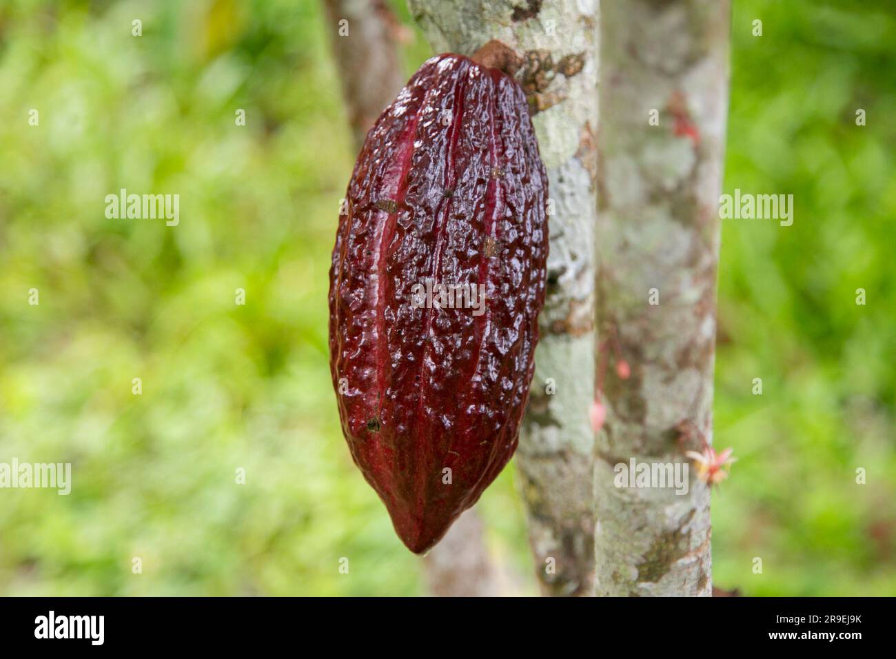 Detail of cocoa pods in an organic cocoa plantation in the Peruvian jungle in the San Martín region, near the city of Tarapoto. Stock Photo