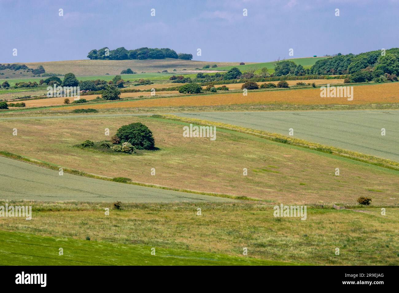Chanctonbury Ring (clump of trees on the skyline) as viewed across open downland, from Cissbury Ring - South Downs National Park, West Sussex, UK. Stock Photo