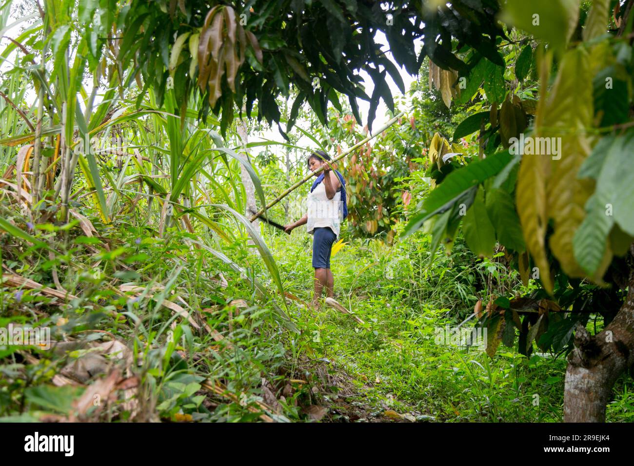 Cuipari, Peru: October 1st 2022: A farmer working collecting vegetables ...
