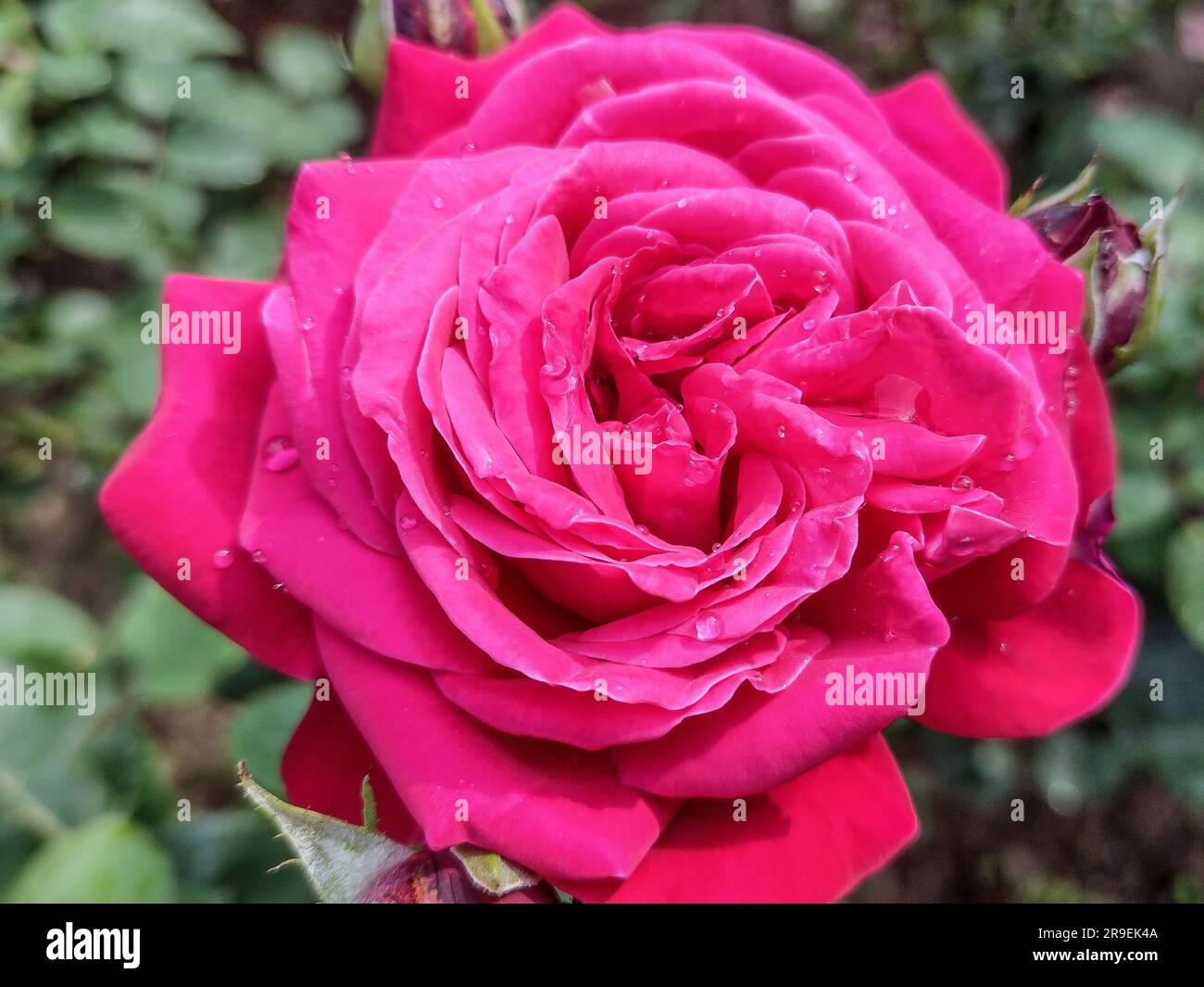 Transylvania Roses Rose in the summer in Romania Stock Photo - Alamy