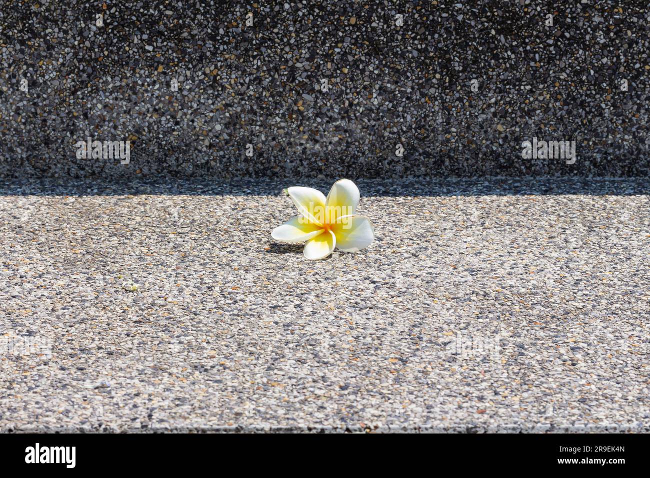 small frangipani flower on concrete steps in street of thailand, concept of geometry and lines. single white plumeria flower,decoration or complement Stock Photo