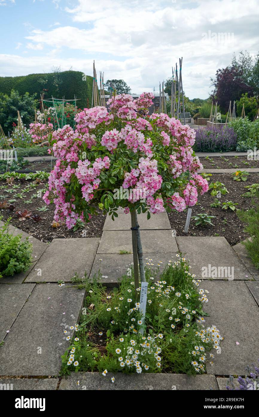 Standard rose ballerina hi-res stock photography and images - Alamy