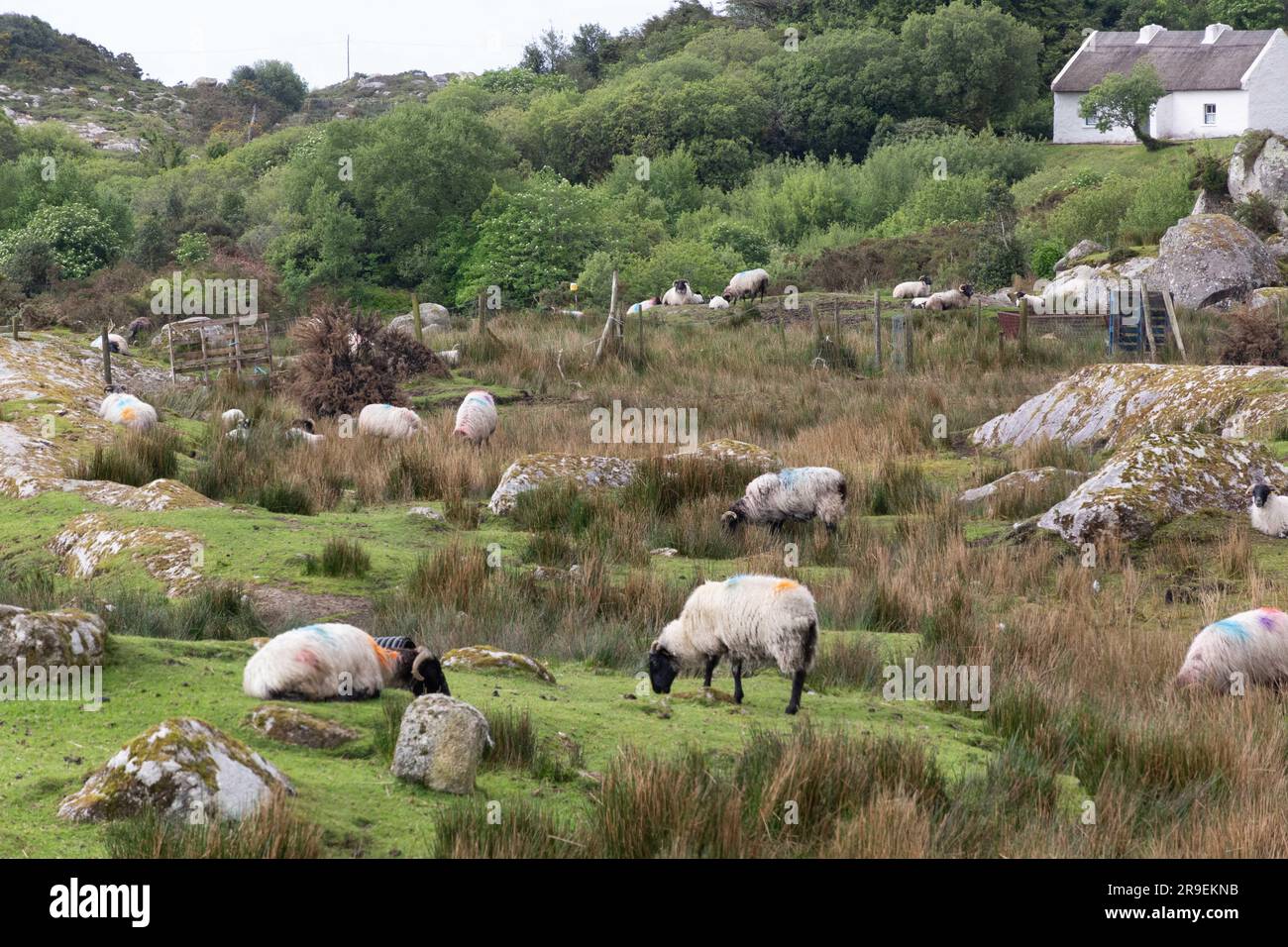 Animals in Wales Stock Photo - Alamy