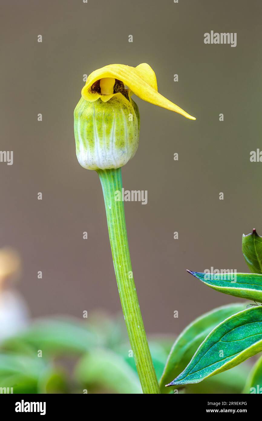Yellow Cobra Lily, Arisaema flavum, in cultivation (native to parts of