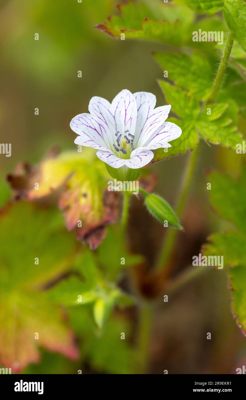 Pencilled Cranesbill, Geranium versicolor, in cultivation. (Native to Italy and Balkans.) Stock Photo