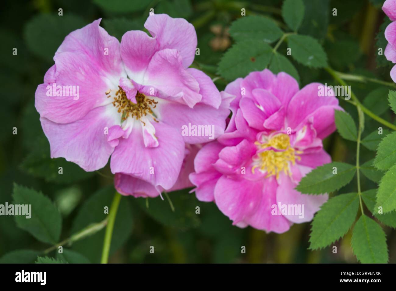 Pink semi-double summer flowers of rose, Rosa Californica plena in UK garden June Stock Photo